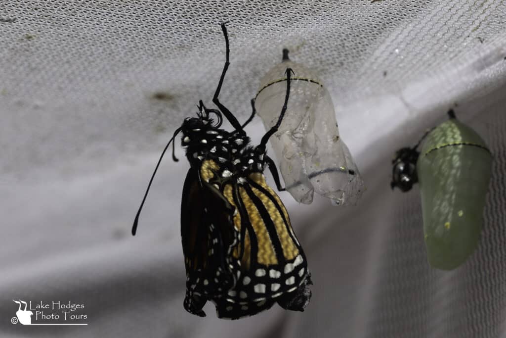 Monarch Butterfly just emerged from Chrysalis at Lake Hodges Photo Tours