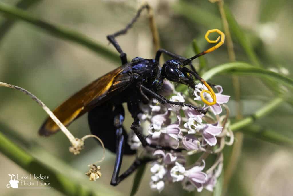 Female Tarantula Hawk at lake Hodges Photo Tours