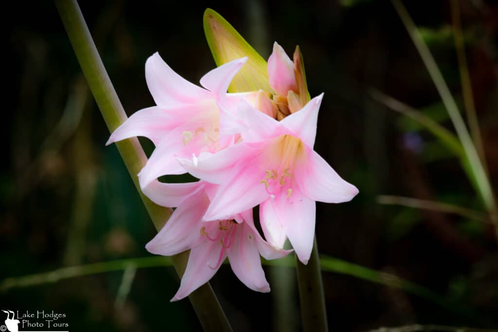 Naked Ladies at Lake Hodges Photo Tours