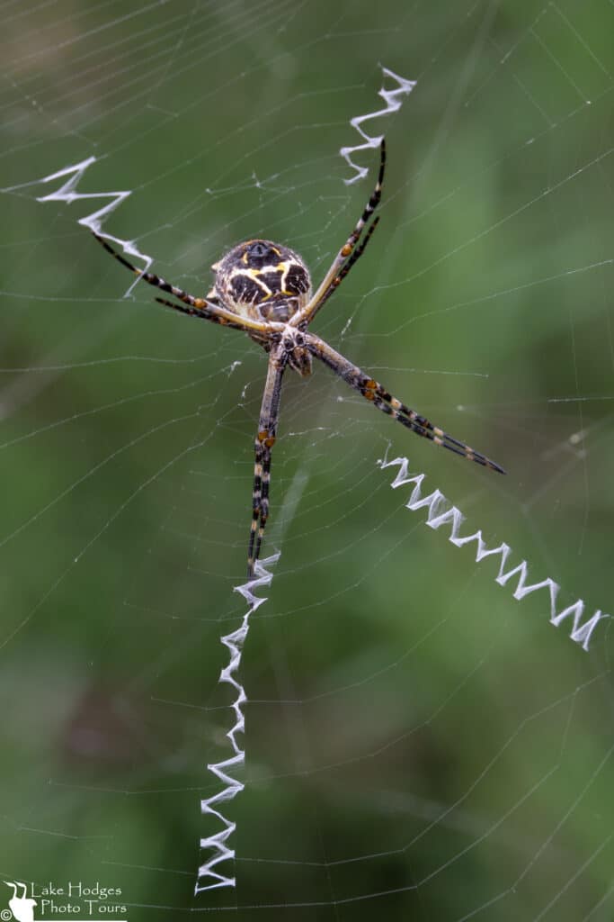 Silver Garden Spider at Lake Hodges Photo Tours