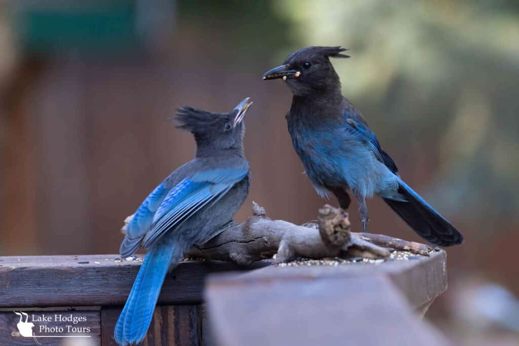 Steller’s Jay at Lake Hodges Photo Tours