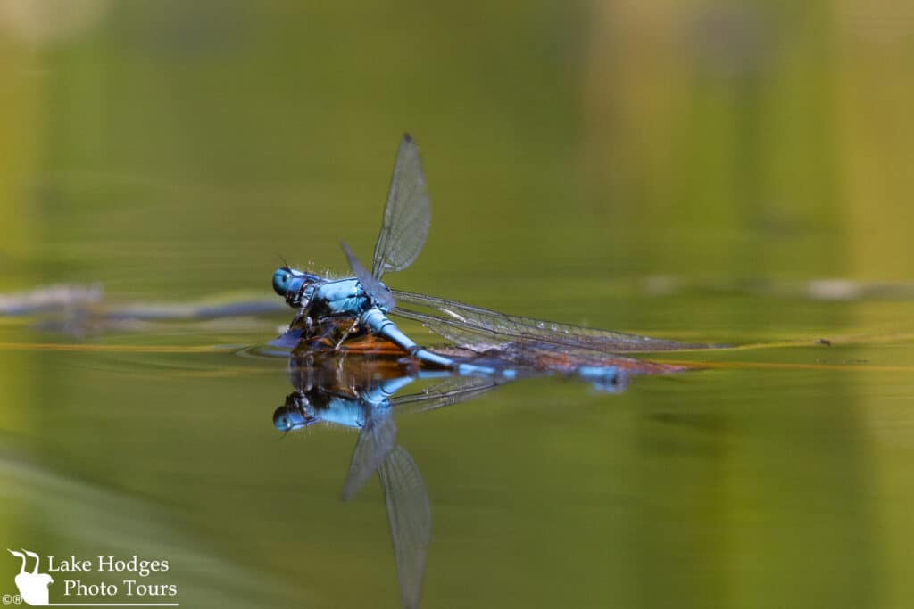 Common Blue Damselfly at Lake Hodges Photo Tours