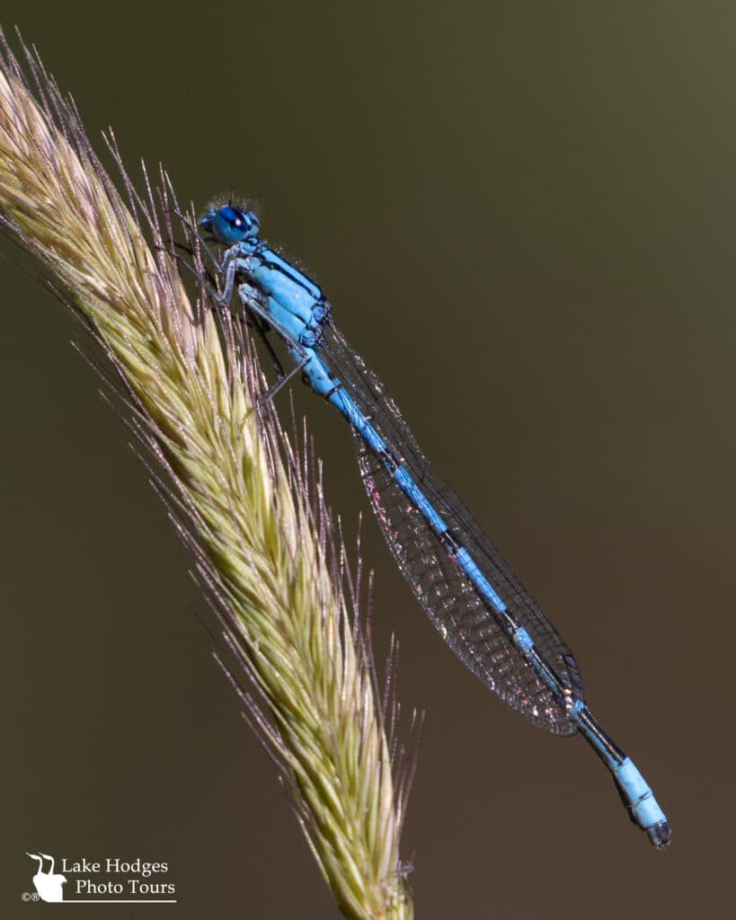 Common Blue Damselfly at Lake Hodges Photo Tours