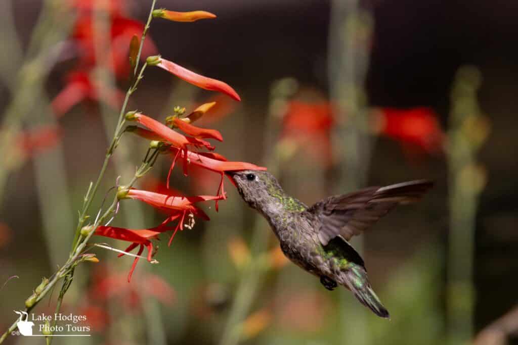 Anna’s Hummingbird at Lake Hodges Photo Tours