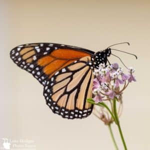 Monarch Butterfly at Lake Hodges Photo Tours