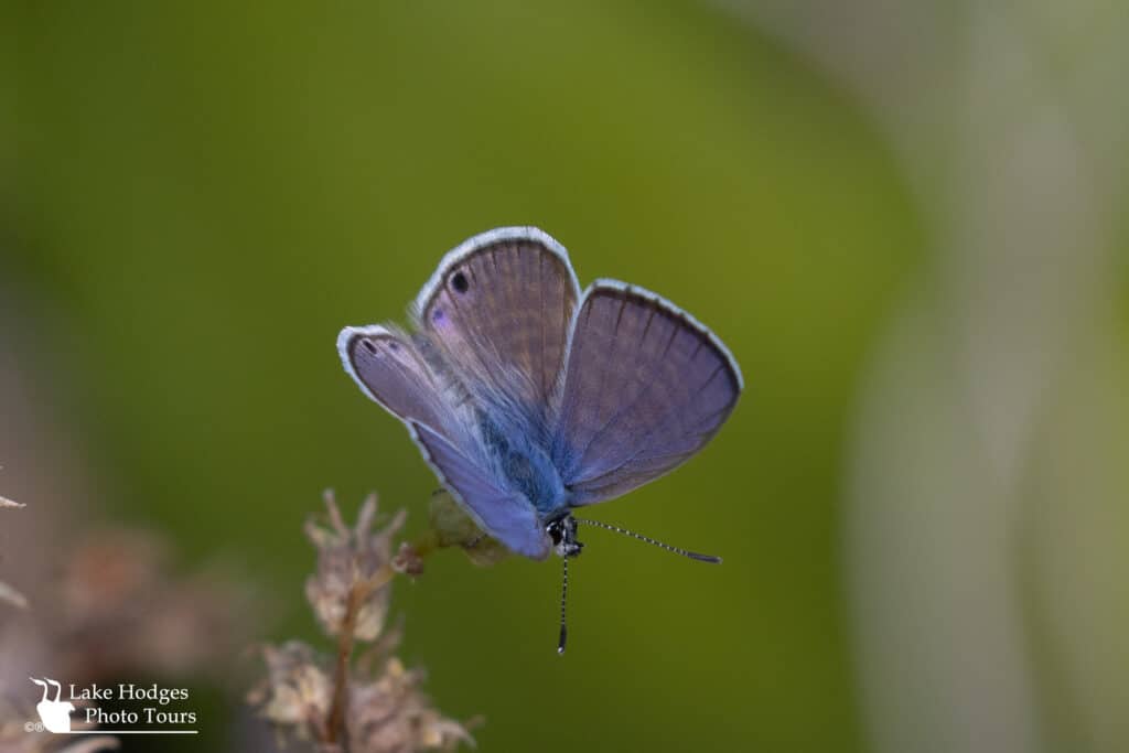 Striped Blue Butterfly at Lake Hodges Photo Tours