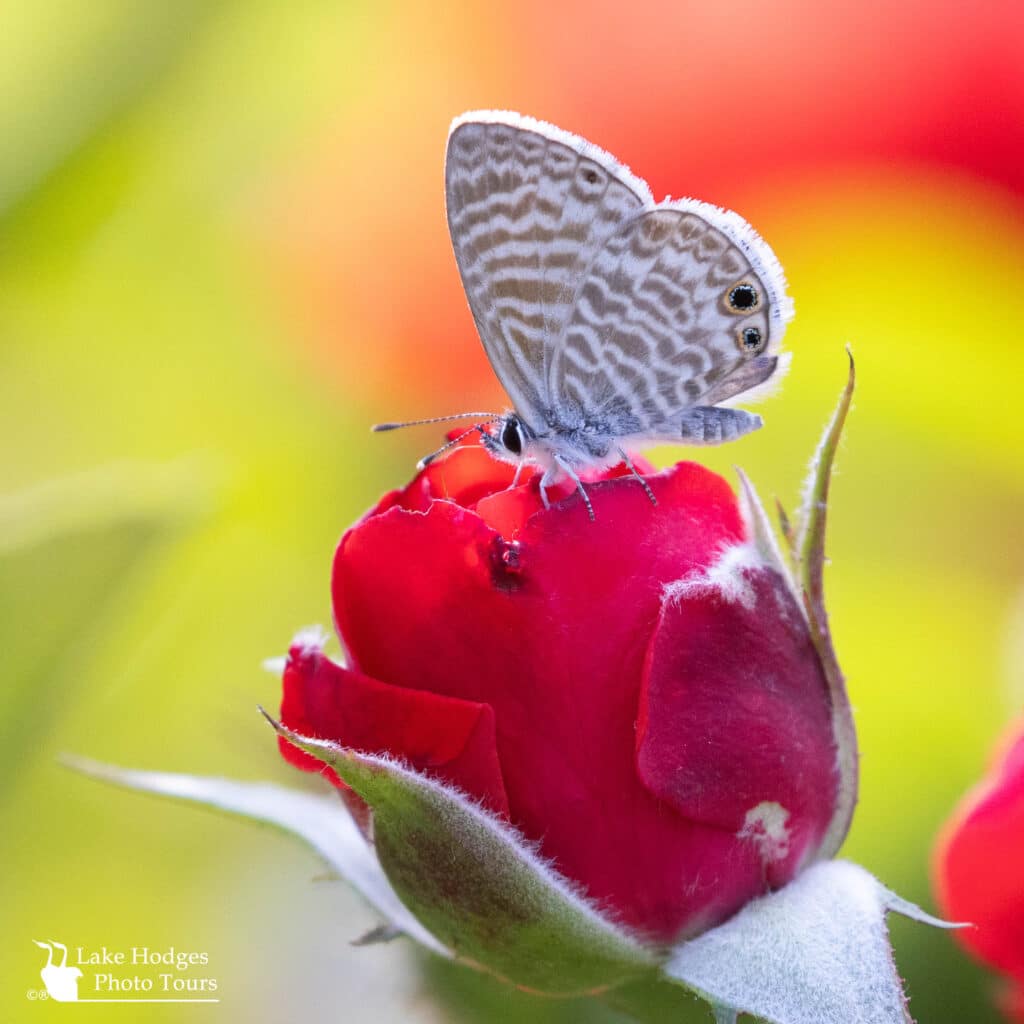 Striped Blue Butterfly at Lake Hodges Photo Tours