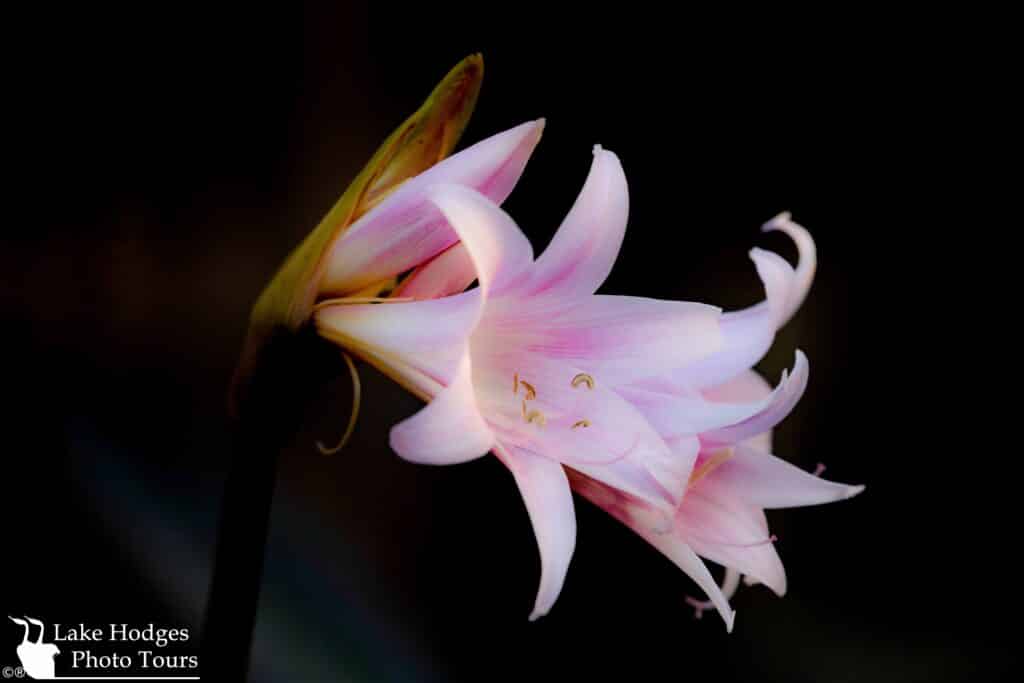 Naked Ladies at Lake Hodges Photo Tours