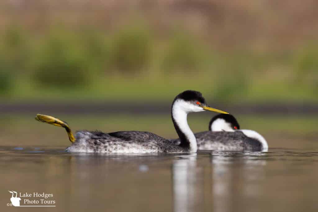 Western Grebe at Lake Hodges Photo Tours