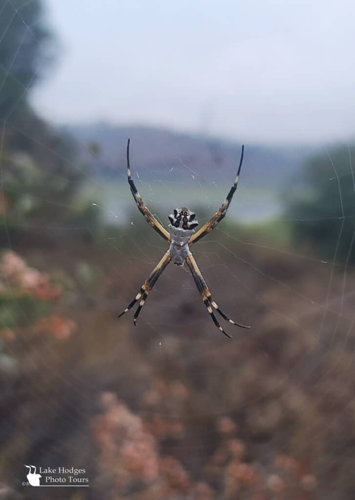 Silver Garden Spider at Lake Hodges Photo Tours