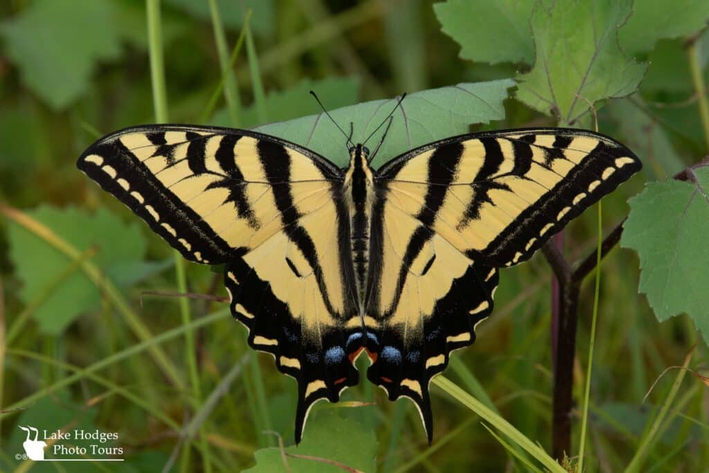 Western Tiger Swallowtail at Lake Hodges Photo Tours