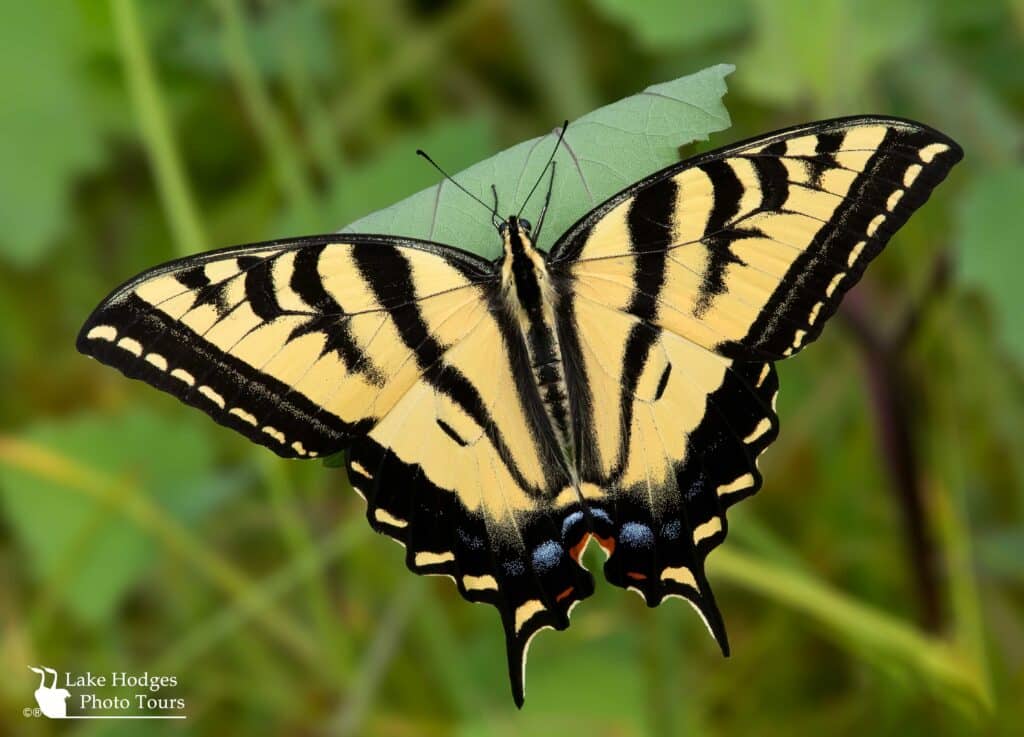 Western Tiger Swallowtail at Lake Hodges Photo Tours