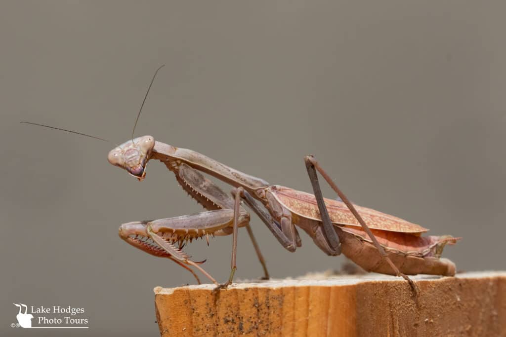 Praying Mantis at Lake Hodges Photo Tours