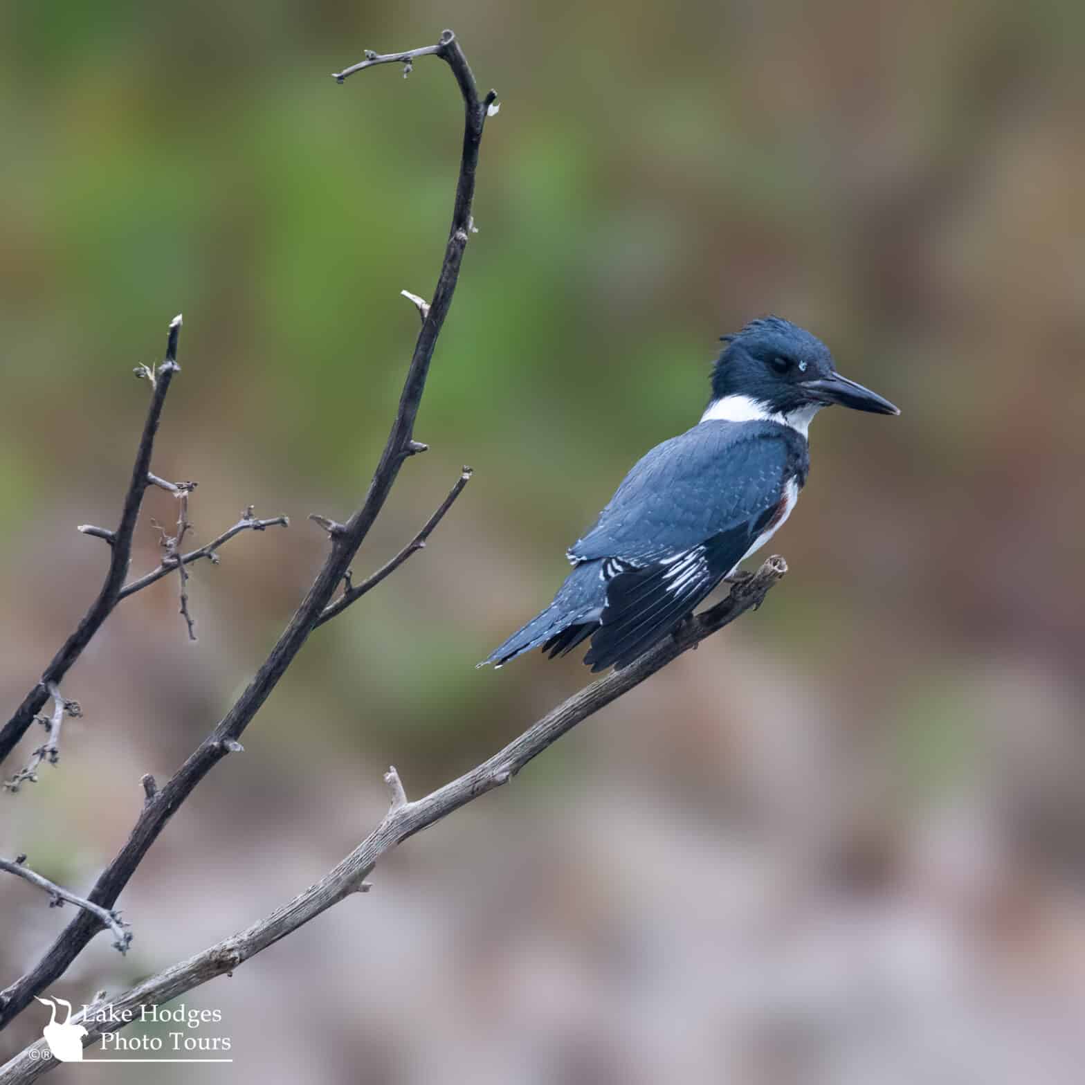 Belted Kingfisher at Lake Hodges Photo tours