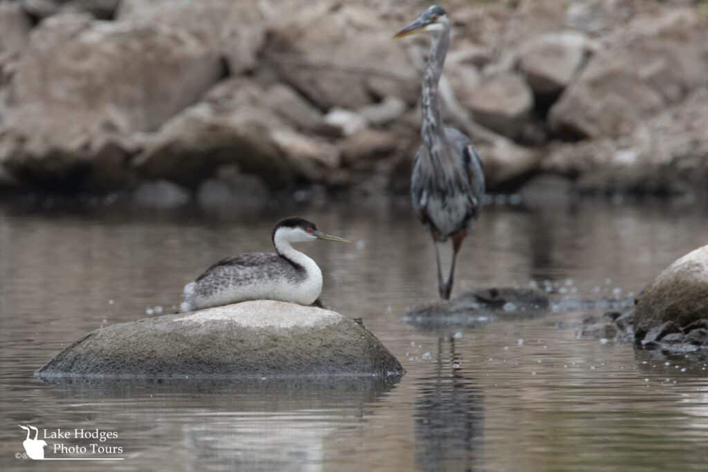 Western Grebe on a rock at Lake Hodges Photo Tours