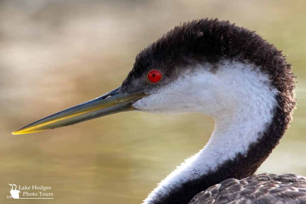 Western Grebe close up at Lake Hodges Photo Tours