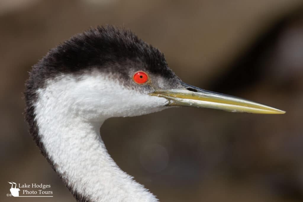 Western Grebe close up at Lake Hodges Photo Tours