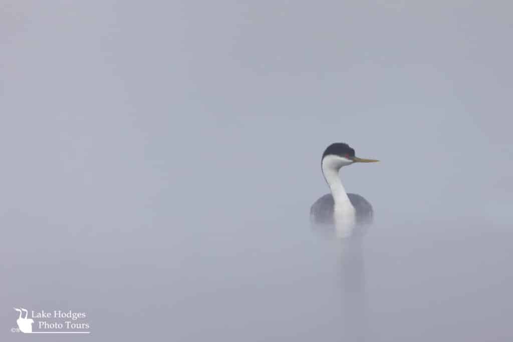 Misty morning Grebe at Lake Hodges Photo Tours