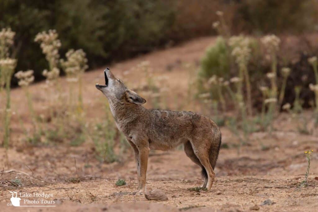 Coyote at Lake Hodges Photo Tours