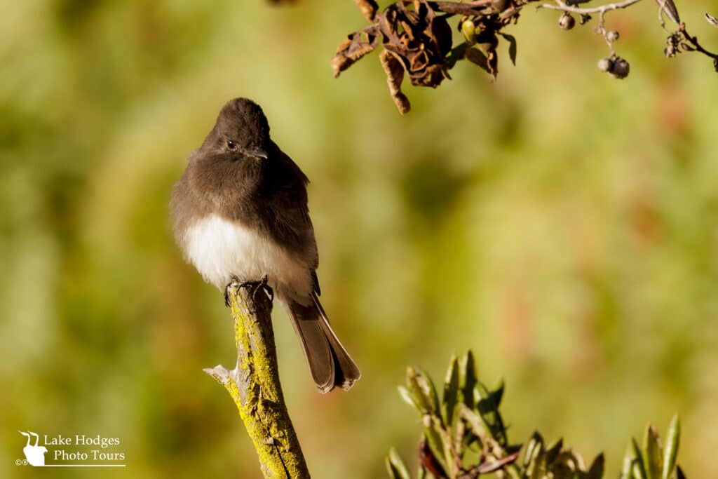 Black Phoebe at Lake Hodges Photo Tours