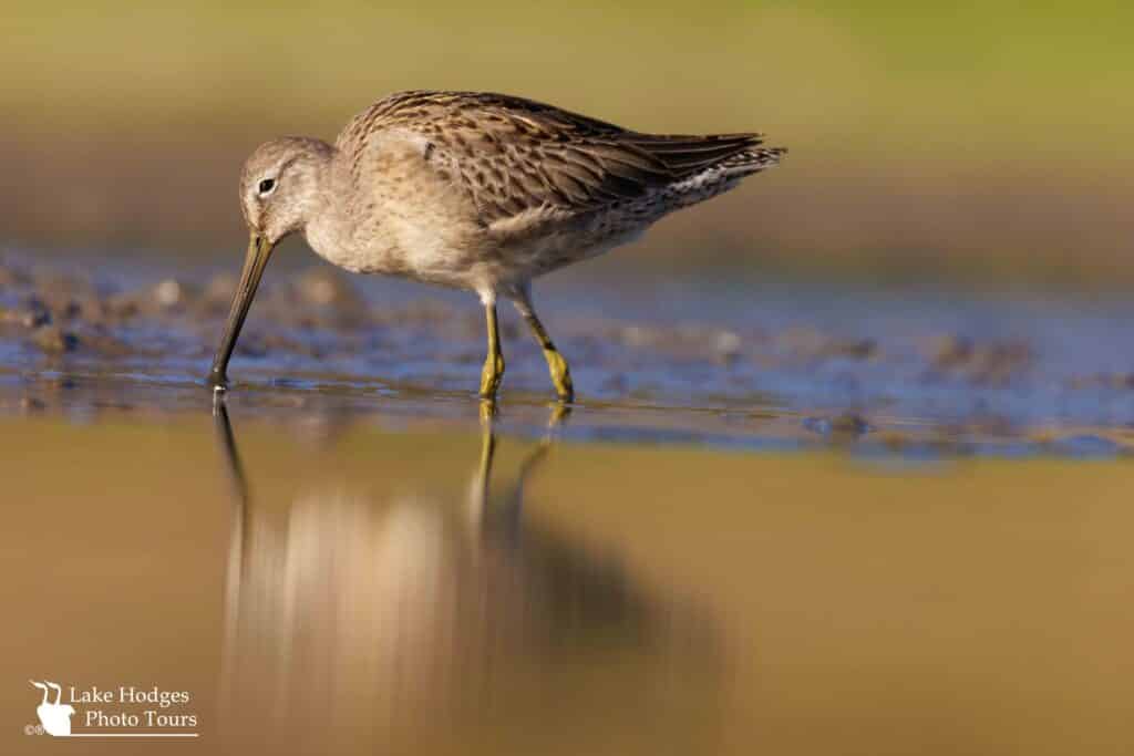 Long-Billed Dowitcher at Lake Hodges Photo Tours