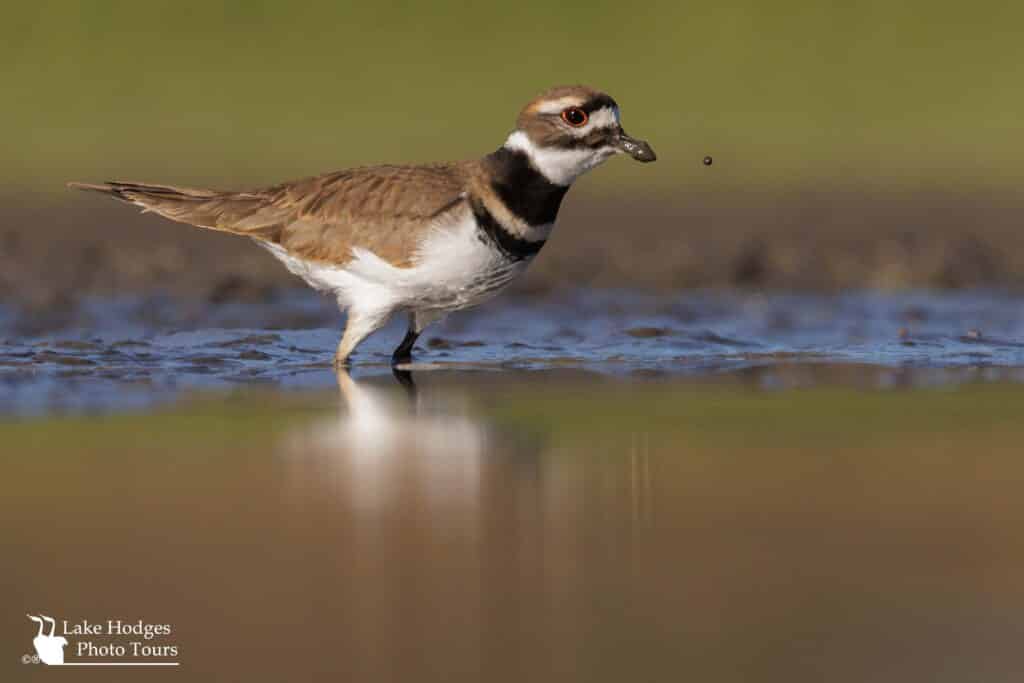 Killdeer at Lake Hodges Photo Tours