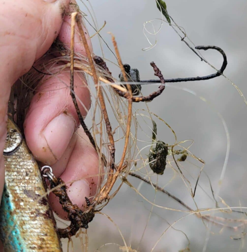 Discarded fishing hooks at Lake Hodges Photo Tours