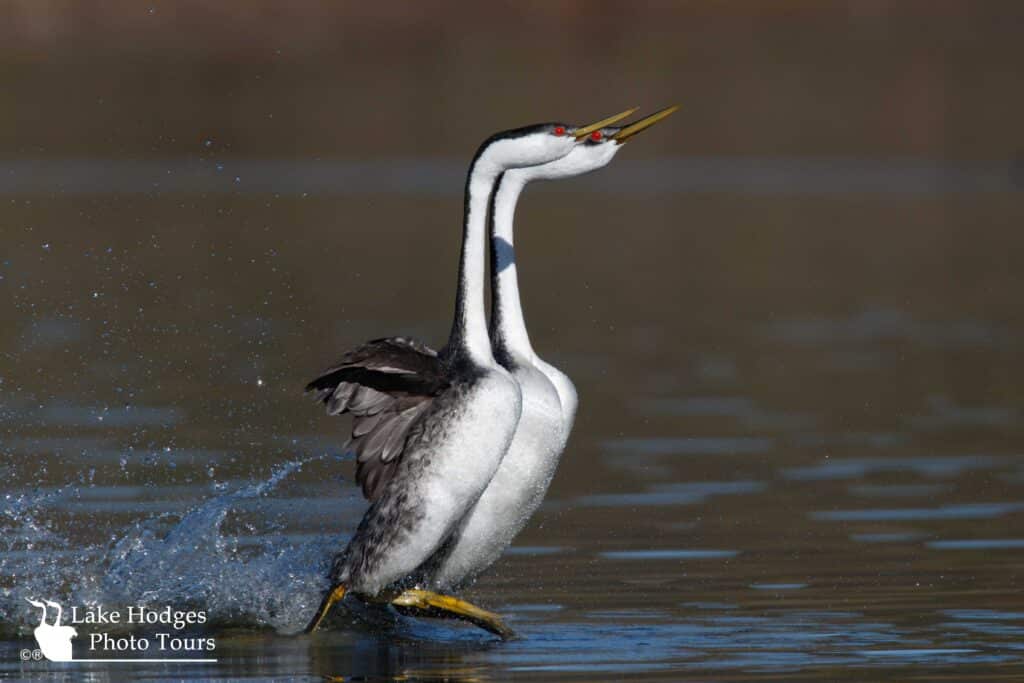 Happy New Year from Lake Hodges Photo Tours