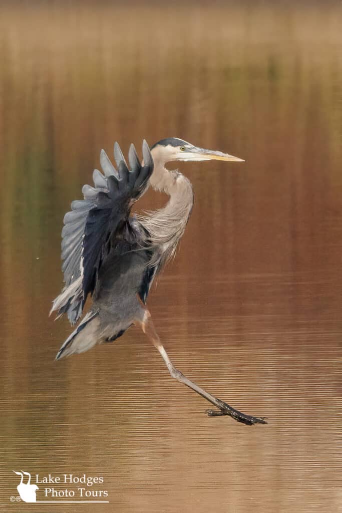 Great Blue Heon Golden Background