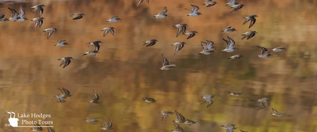 least Sandpipers in flight at Lake Hodges Photo Tours