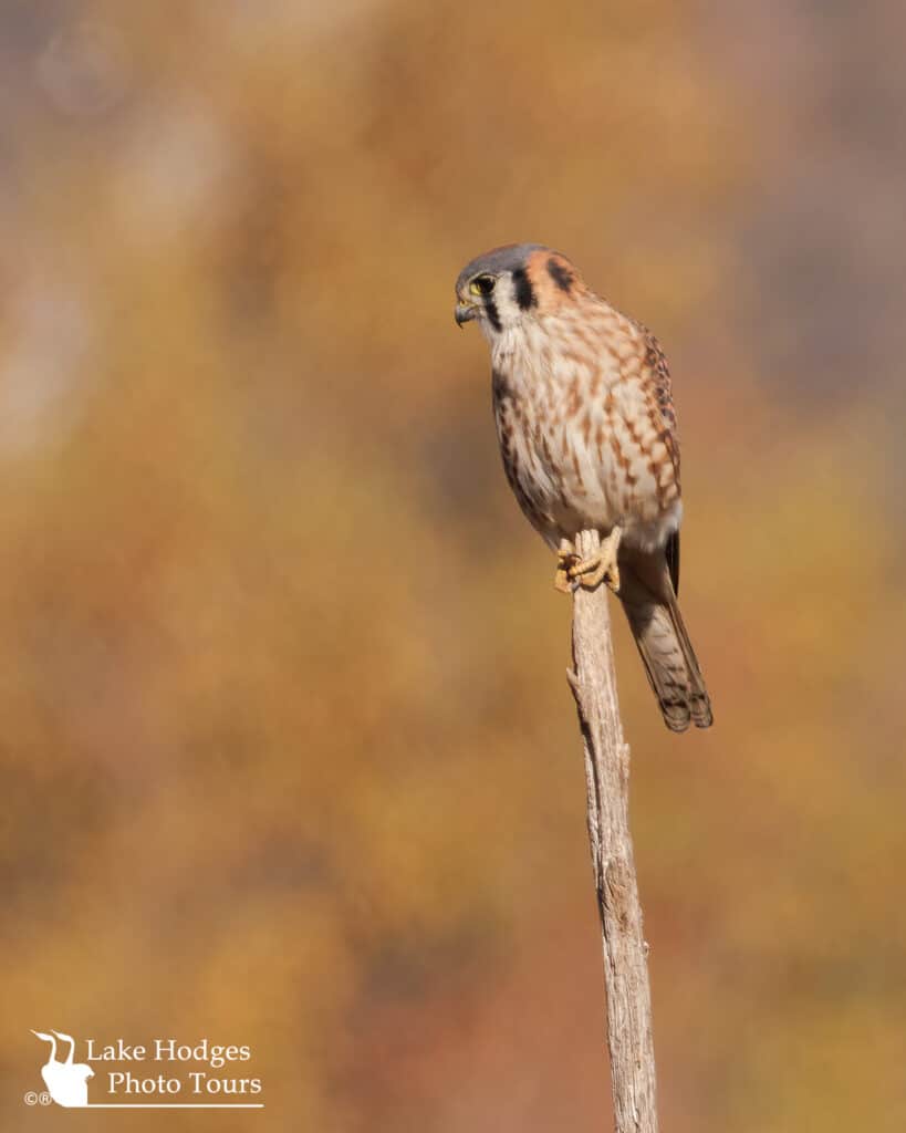 Kestrel- Golden brown at Lake Hodges Photo Tours