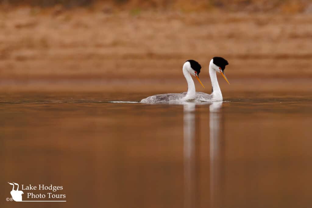 Clark's Gebes at Lake Hodges Photo Tours