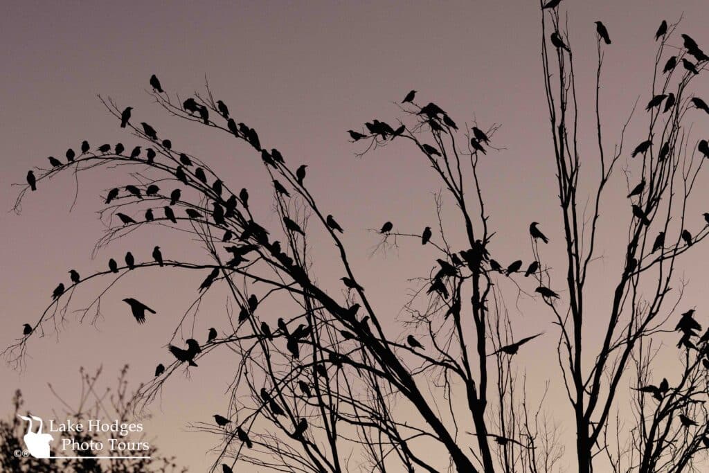 Murder at Lake Hodges Photo Tours