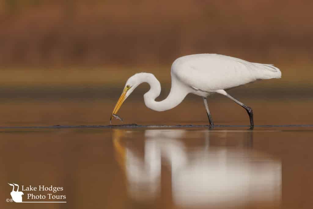 Great Egret with fish