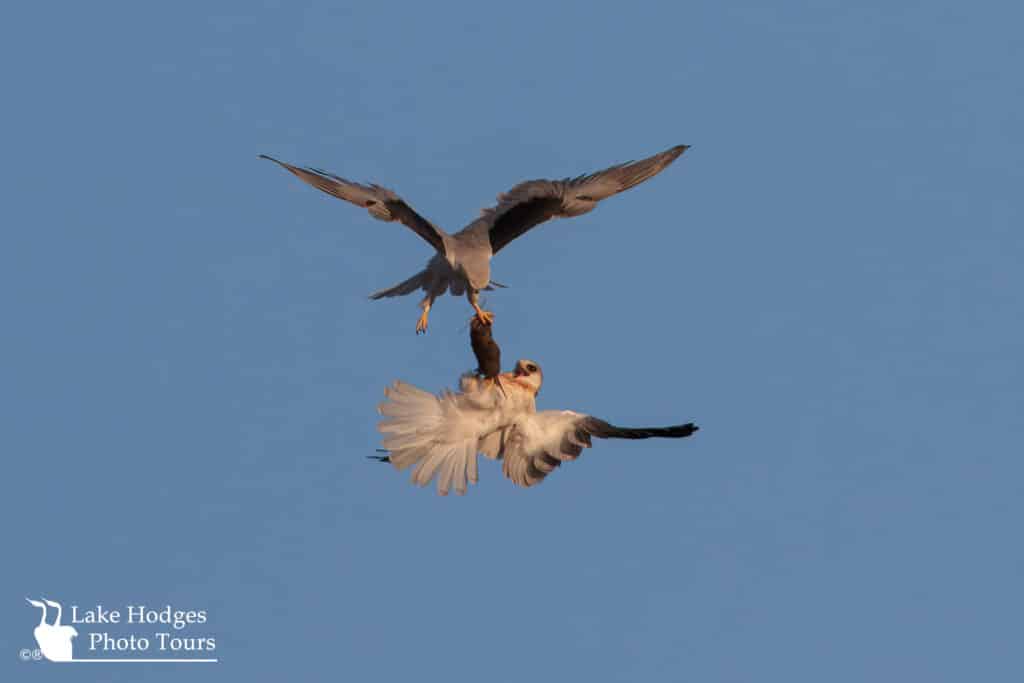 Just fledged immature White-tailed Kite at lake Hodges Photo Tours