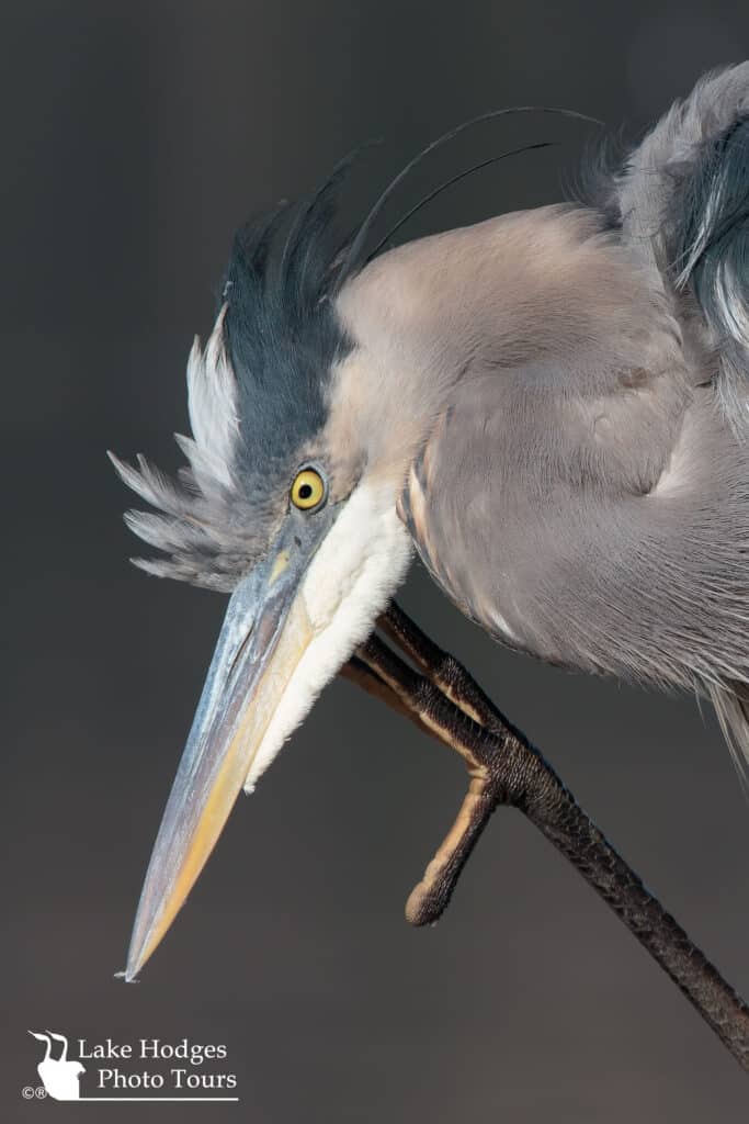 Great Blue Heron at Lake Hodges Photo Tours