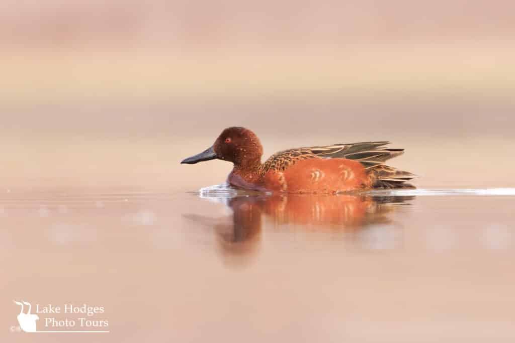 Cinnamon Teal at Lake Hodges Photo Tours