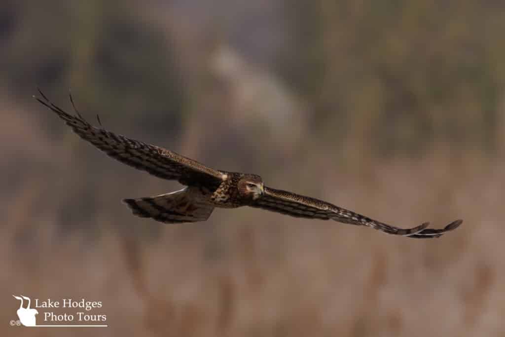 Northern Harrier at Lake Hodges Photo Tours