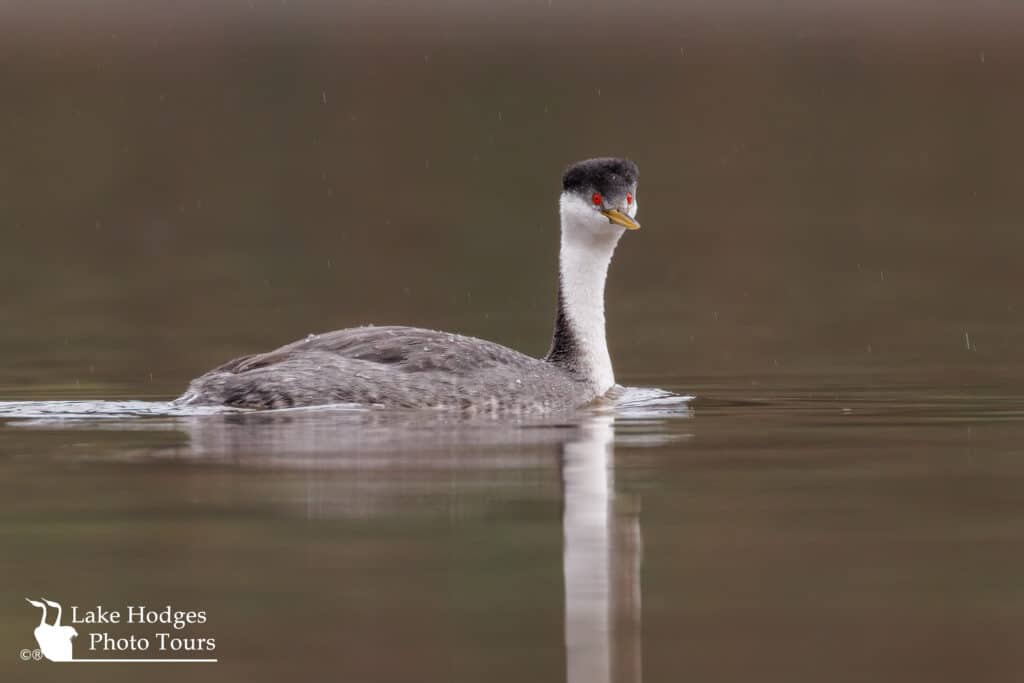 Western Grebe in the rain Lake Hodges Photo Tours