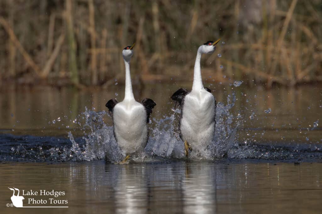 Classic Rushing Western Grebes at @LakeHodgesPhotoTours