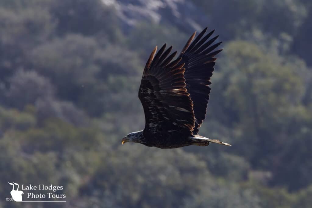 Immature Bald Eagle @LakeHodgesPhotoTours