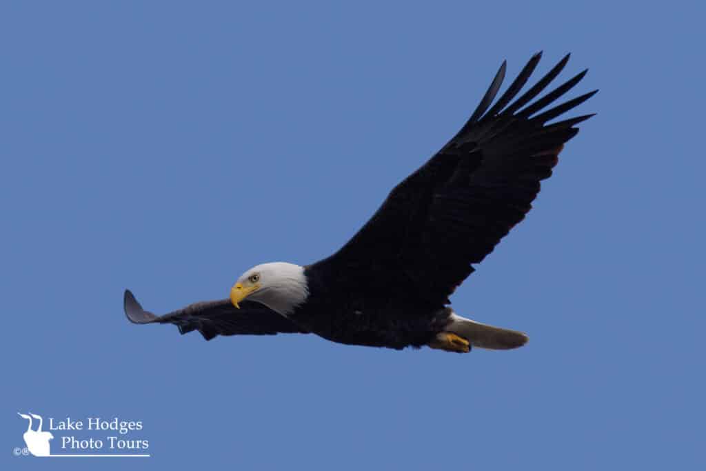 Bald Eagle @LakeHodgesPhotoTours