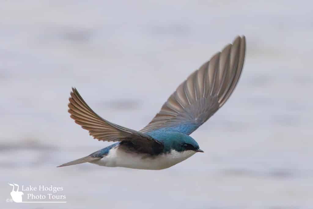 Tree Swallow @LakeHodgesPhotoTours