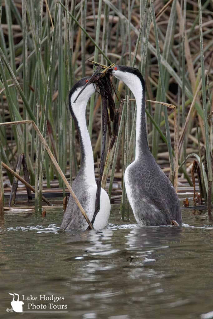 estern Grebes - The Weed Dance @LakeHodgesPhotoTours