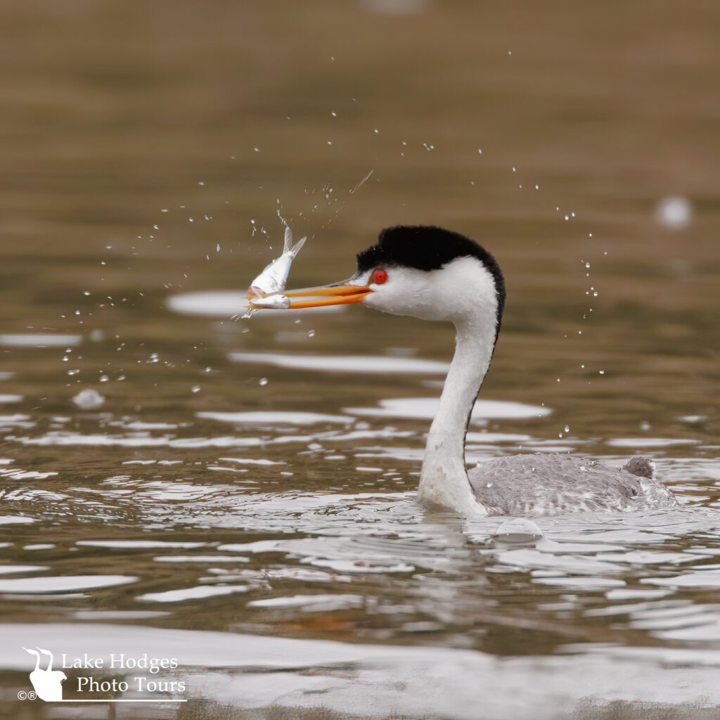 Clark’s Grebe playing with it’s food. @lakehodgesphototours #lakehodgesphototours