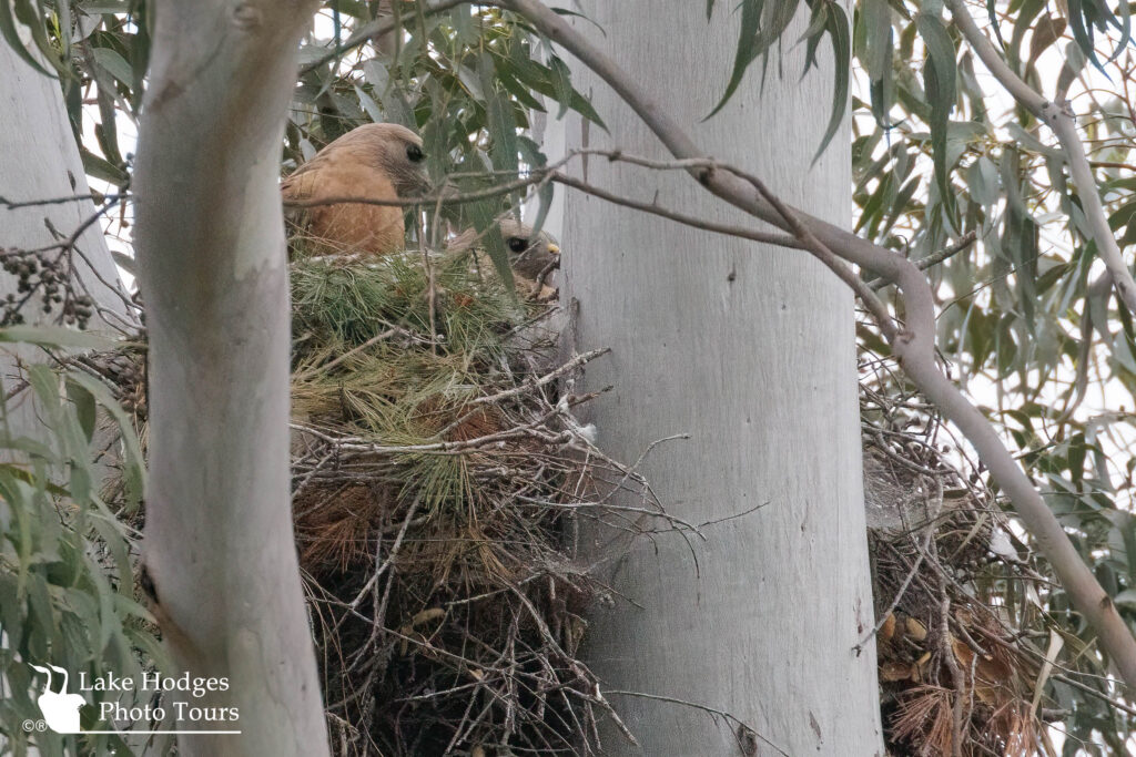 Red-shouldered Hawks @lakehodgesphototours, #lakehodgesphototours