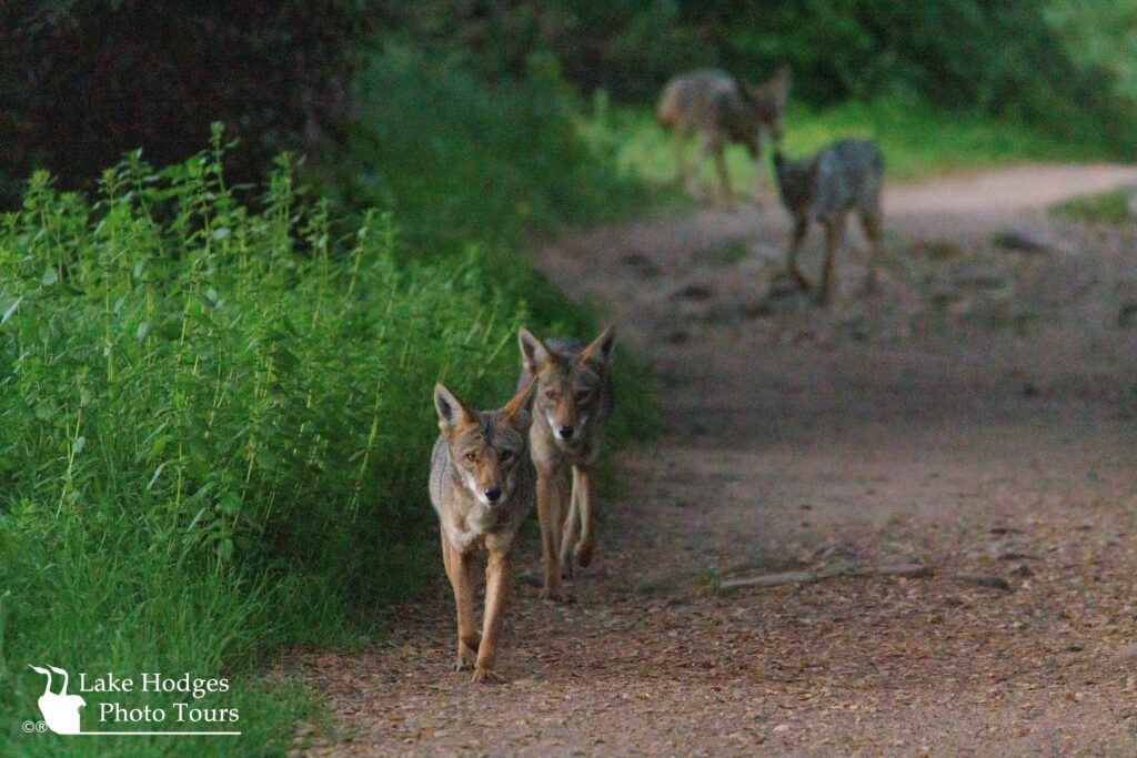 Leader of the pack, @lakehodgesphototours, #lakehodgesphototours