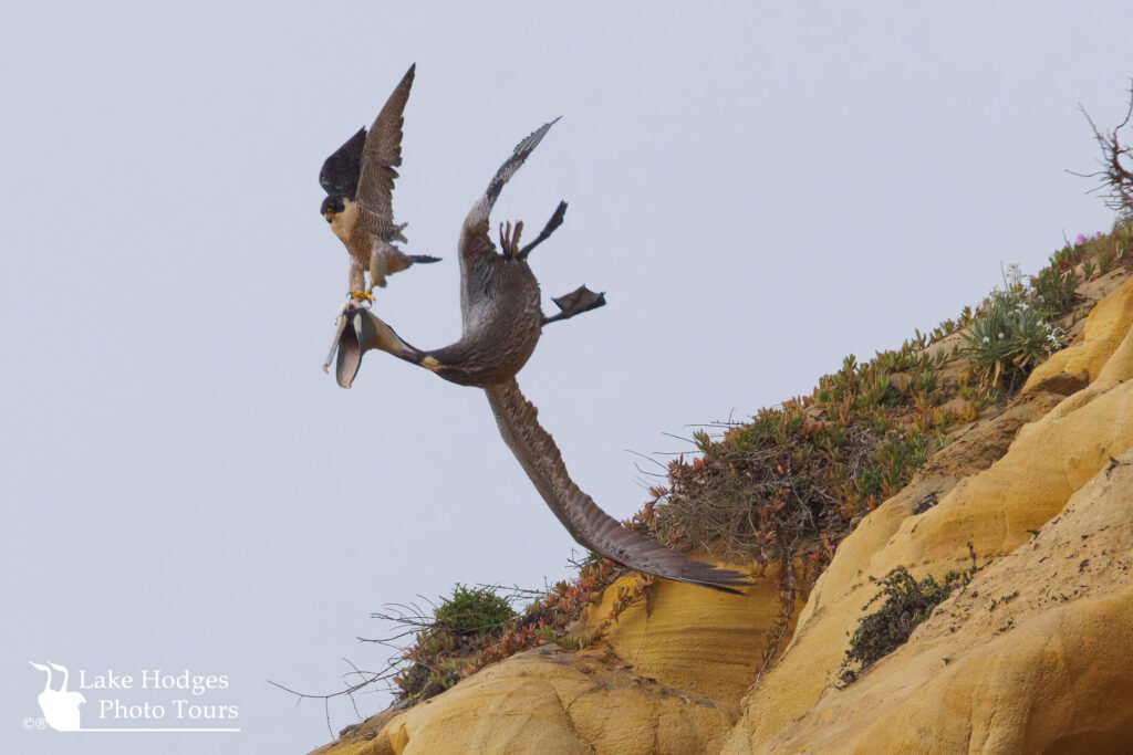 Attack @lakehodgesphototours, #lakehodgesphototours