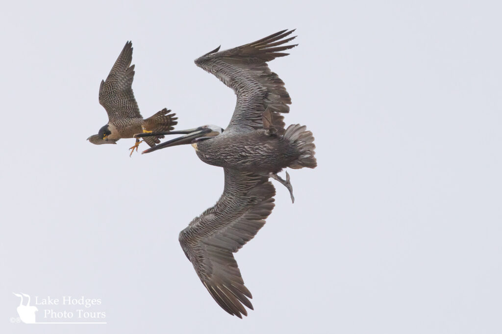 Brown Pelican attack @lakehodgesphototours, #lakehodgesphototours