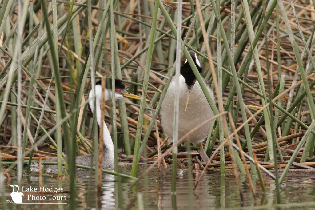 Potential nest and chicks @lakehodgesphototours, #lakehodgesphototours